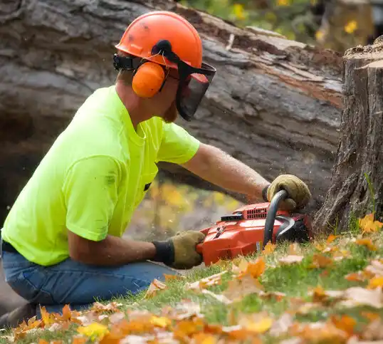 tree services Rising Sun